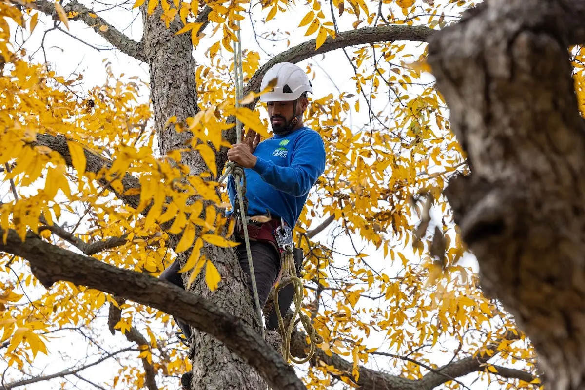 Skilled Tree Planting crew working in West Union